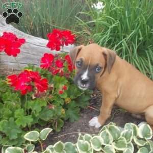 Charkey, Boxer Puppy
